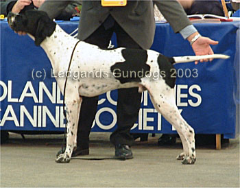 4th Junior Dog